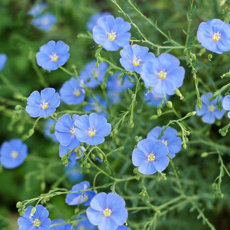 多年生蓝花亚麻种籽子易活四季盆栽花籽兰花亚麻花卉种子盆栽花卉