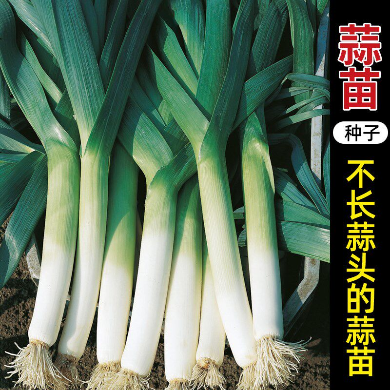 蒜苗种子花旗韭葱种籽青蒜洋蒜苗洋大蒜四季籽种高产蔬菜种孑海蒜