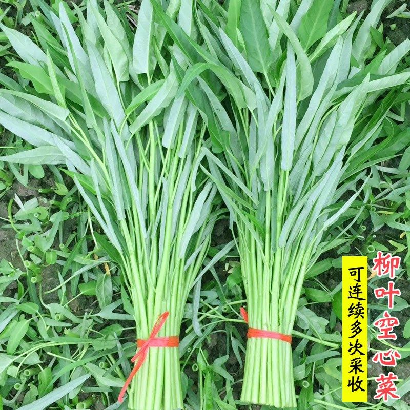 蕹菜种籽柳叶空心菜种子耐热大叶空心菜通菜籽四季阳台蔬菜种孑