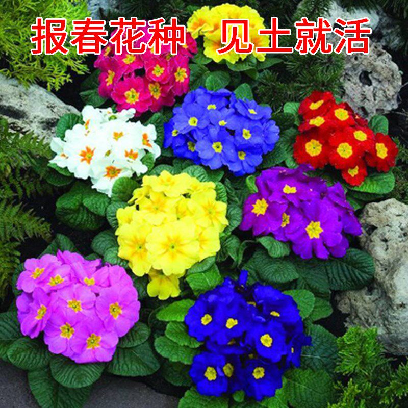 报春花种子四季开花易活花籽长春花种子盆栽庭院室外耐寒花种籽子