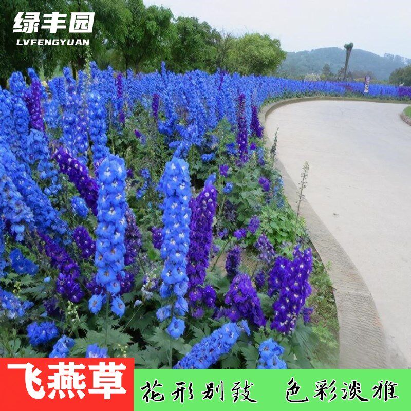 夏天种的大花种子飞燕草花种籽子户外花卉种孑室外庭院绿化四季播