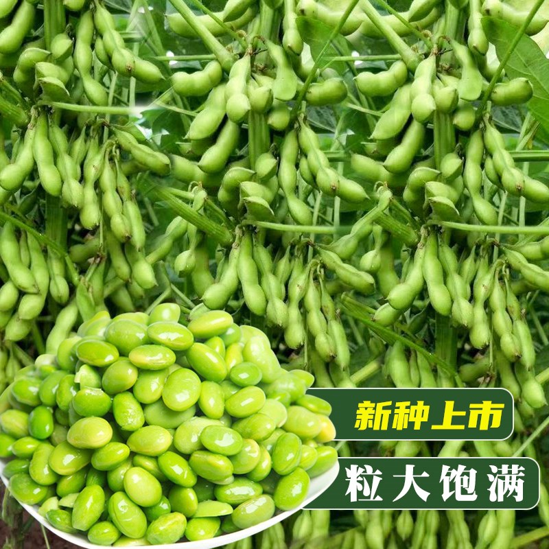 绿宝石鲜食毛豆种子春季秋季四季高产早熟东北农家大荚蔬菜种籽孑