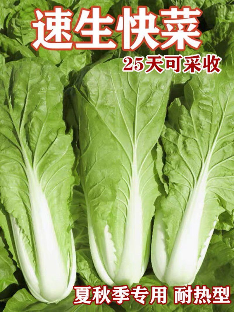 快菜种籽子速生小白菜耐热毛白菜孑农家小青菜春夏秋四季蔬菜籽种