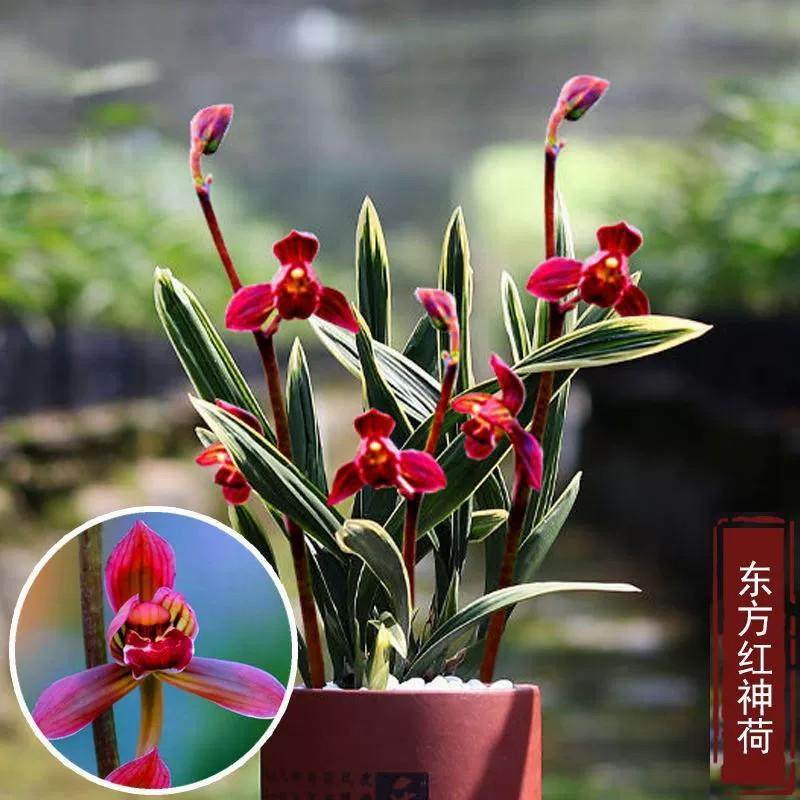 翁源兰花墨兰红荷矮种东方红神荷