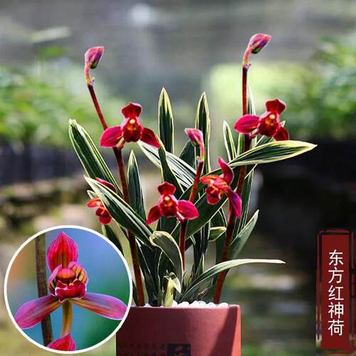 翁源兰花墨兰红荷矮种东方红神荷
