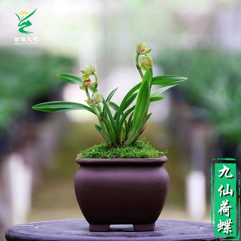 翁源兰花苗四季矮种九仙荷蝶精致