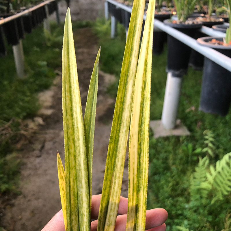 兰花蕙兰虎斑线艺草老种叶边带锯齿花艺双全浓香室内阳台花卉盆栽