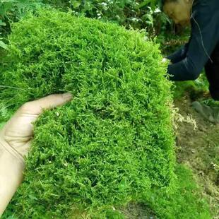铺面青苔鲜活土壤盆景花盆新鲜苔藓苔藓植物绿苔草坪鲜活景观