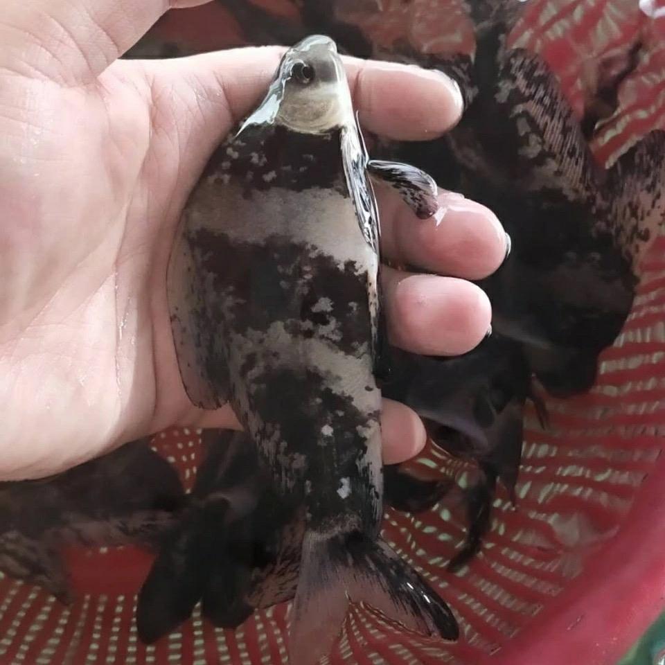 优质胭脂鱼一帆风顺鱼冷水观赏鱼清道夫鱼缸清洁鱼淡水耐活美人鱼|ruв категории животное/Животное питание и принадлежностей, аквариум мира, рыба - от Buy2taobao.com для оказания профессиональной услуги покупки агента Taobao