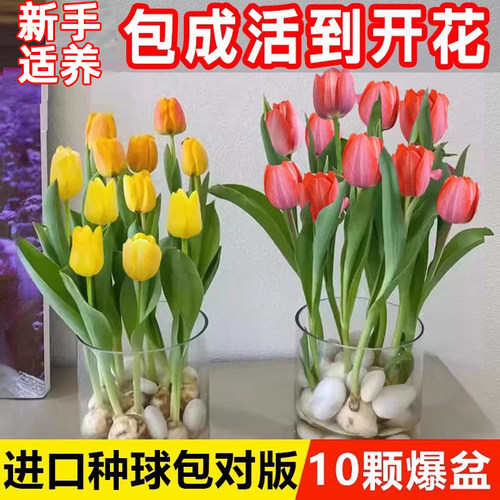 【遇水即活】郁金香种球水培花卉