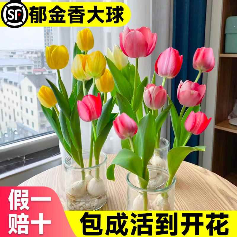 荷兰郁金香种球水培植物室内郁净香种子盆栽成品花苗好养水仙花卉