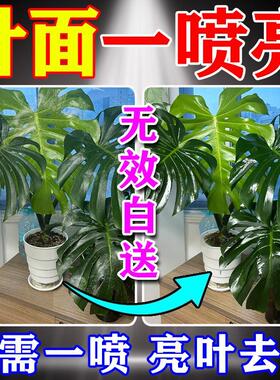 植物除污亮叶剂营养液擦叶子神器叶面清洁一喷亮花卉龟背竹橡皮树