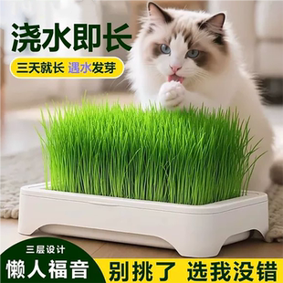 猫草盆栽无土水培种植盒懒人猫草种子育苗盘小麦化毛催吐助消化