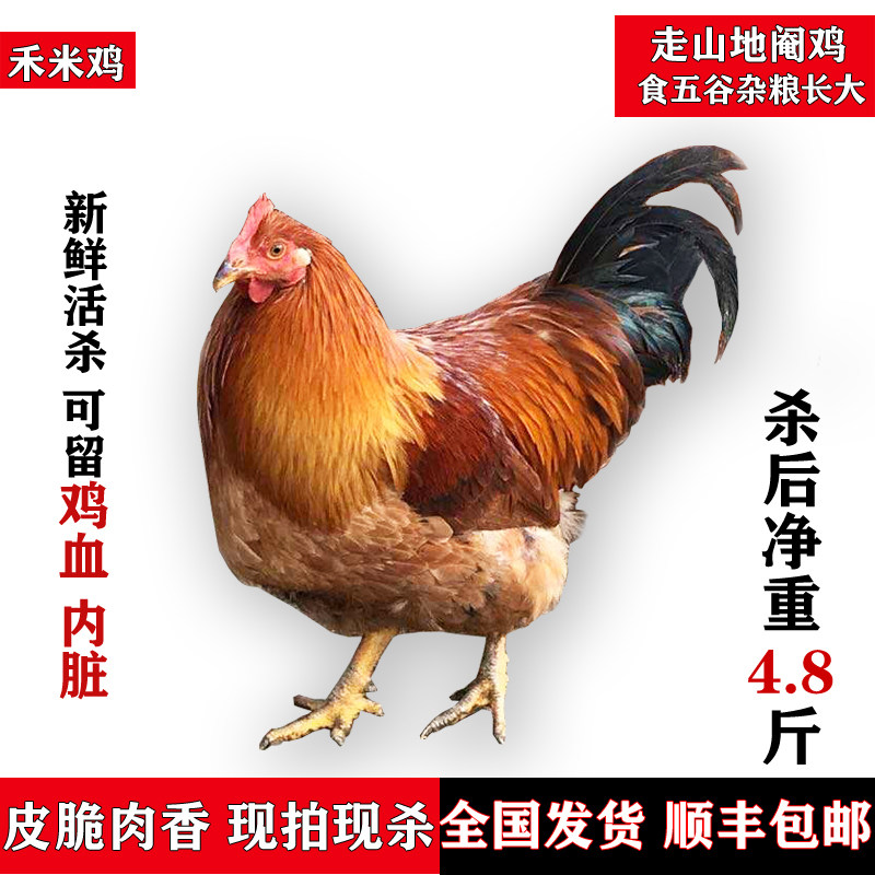 禾米鸡 正宗散养土鸡6-7斤扇鸡白切鸡月子鸡走山阉鸡三黄鸡太监鸡