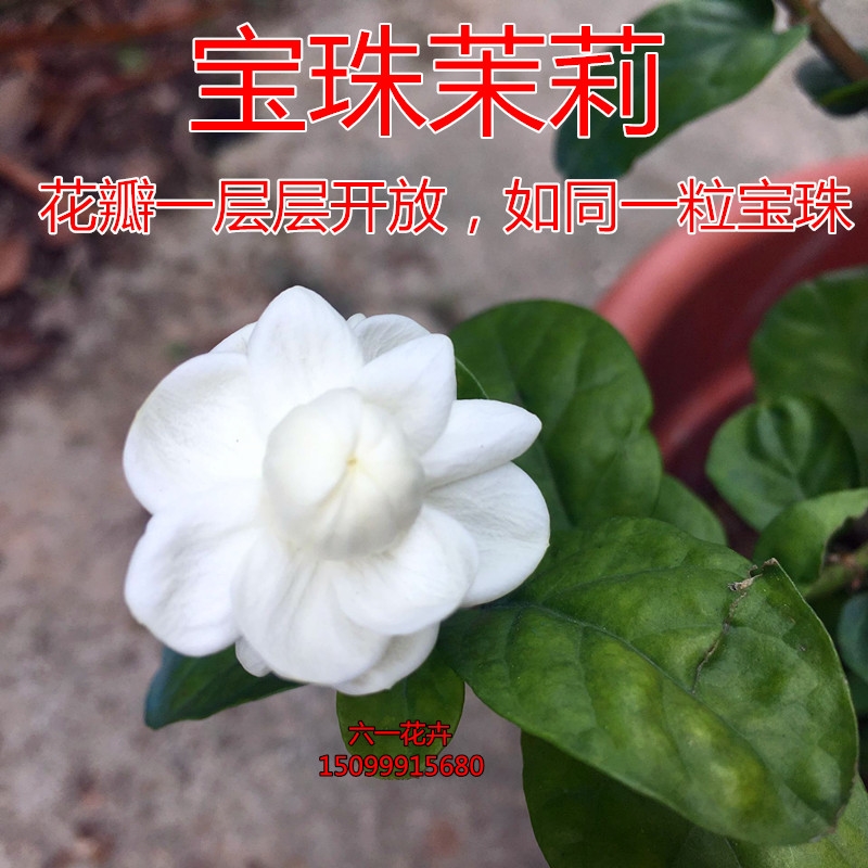 宝珠茉莉 超重瓣圆叶茉莉花盆栽四季浓香花卉 虎头茉莉宝珠小荷花