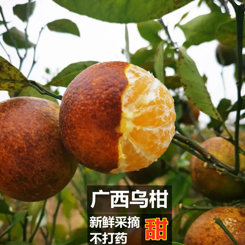 广西现摘新鲜超甜乌柑非洲黑柑丑沃柑橘子茂谷柑桔子当季现发黑皮