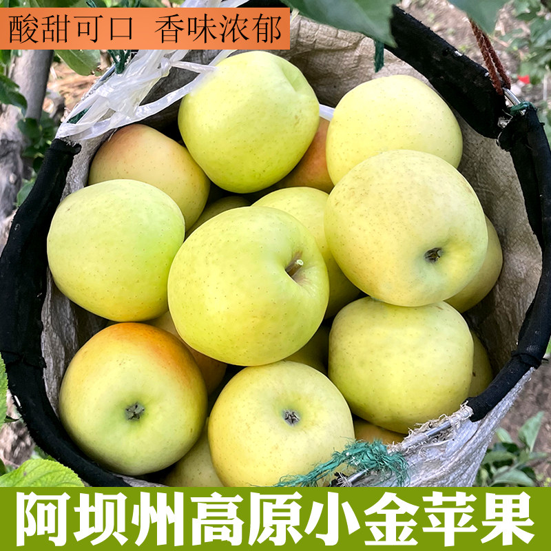 阿坝州四姑娘山小金苹果青绿酸甜黄苹果现摘当季孕妇儿童新鲜水果