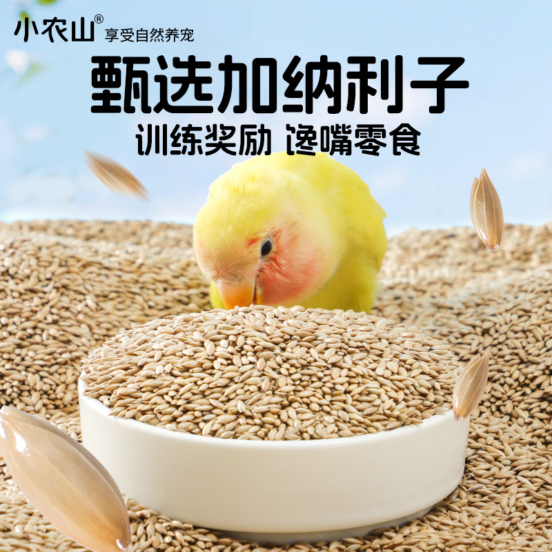 甄选当季大颗粒加纳利子靓羽增肥