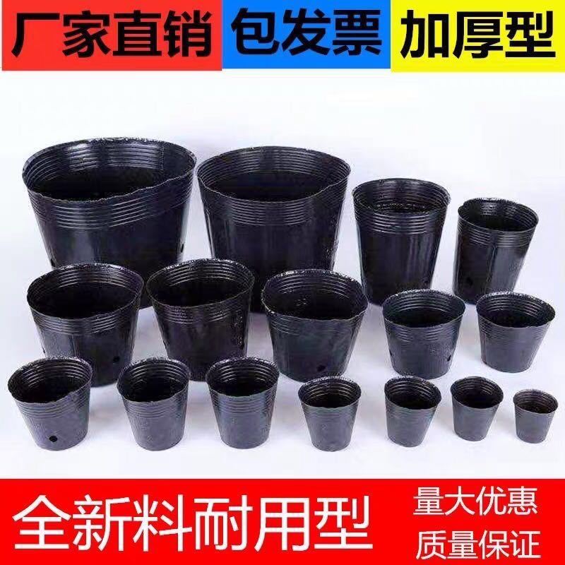 小号育苗盆育苗杯6x6的水草柏树坟地营养杯花卉桉树苗育苗盘专用