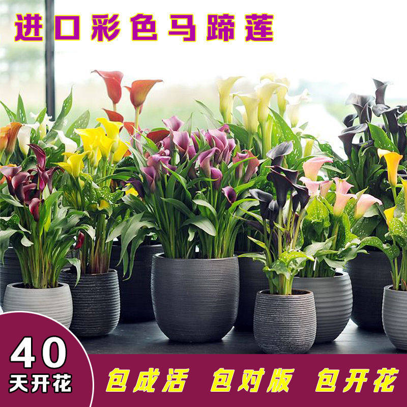 馬蹄蓮盆栽帶花鮮花盆栽花苗種球新品彩色室內四季開花濃香型耐寒在類目 鮮花速遞/花卉仿真/綠植園藝, 花卉/綠植盆栽（新）, 花卉中 - 來自Buy2taobao.com提供專業的淘寶代購服務