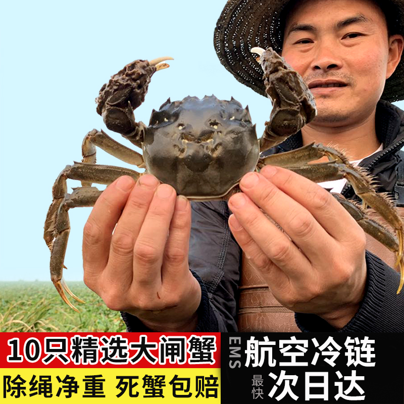 洪湖大闸蟹螃蟹鲜活全母特大 母蟹2.0两 公蟹3.0两10只礼盒装包邮|msdalam kategori daging perikanan/Buah-buahan segar dan sayur-sayuran/dimasak, makanan laut/produk akuatik/produk, ketam, ketam - dari Buy2taobao.com untuk memberikan perkhidmatan ejen Taobao profesional membeli
