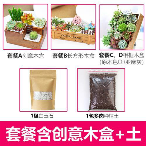 白牡丹多肉价格 白牡丹多肉图片 星期三