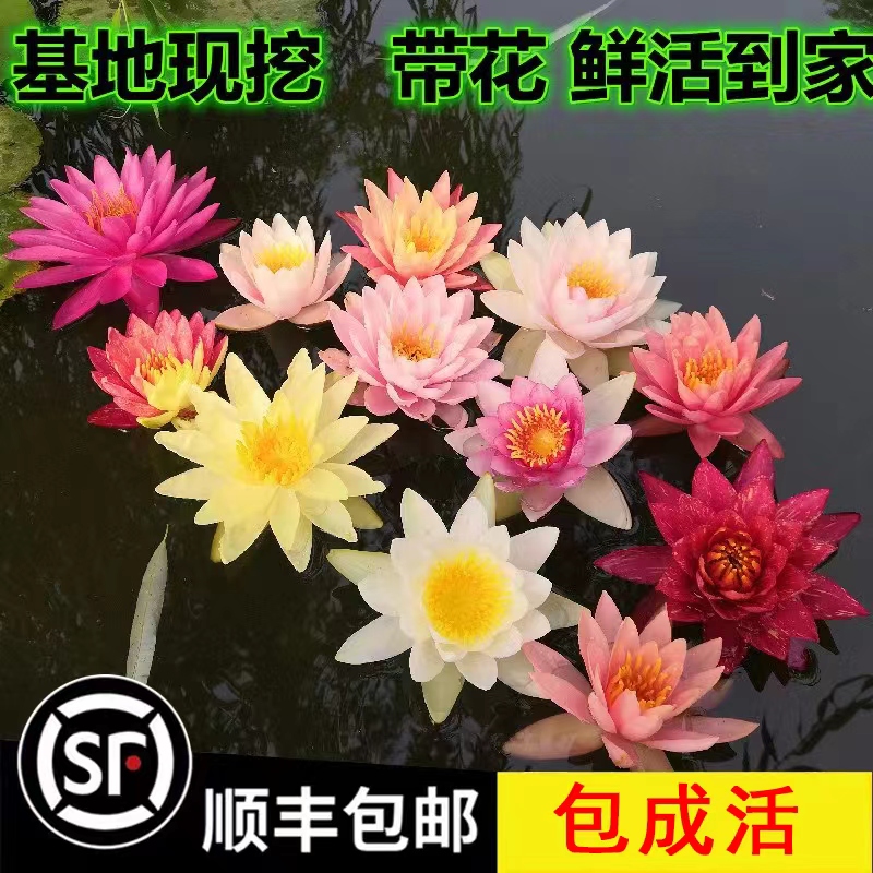 睡莲水培植物四季水养水莲花苗耐寒大睡莲根块荷花睡莲带花苞发货-封面