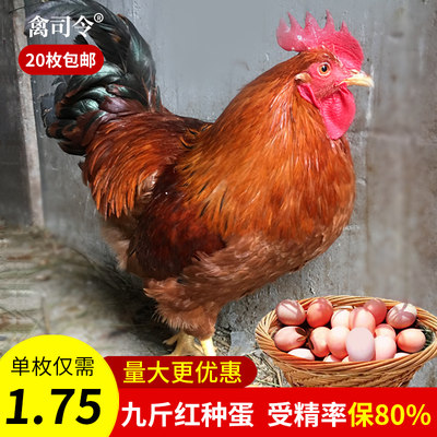 九斤红种鸡种蛋受精蛋孵小鸡的蛋