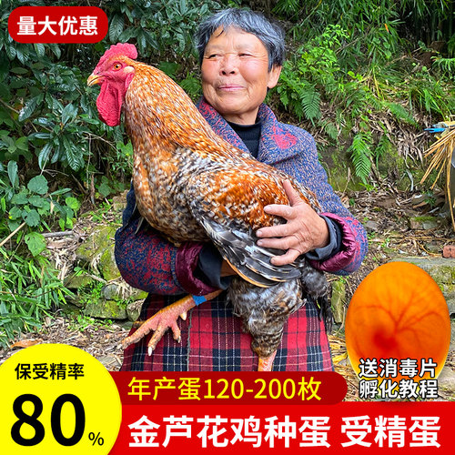 禽司令纯种大型金芦花鸡种蛋