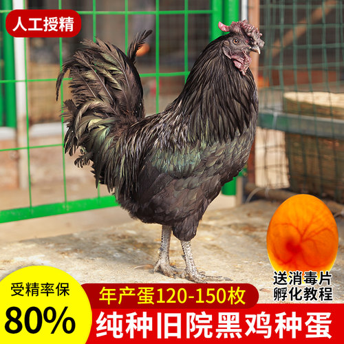 黑鸡种蛋可孵化高纯种大型花冠