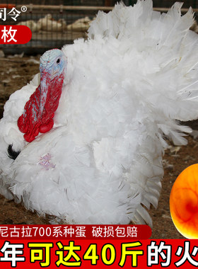 火鸡种蛋可孵化小鸡的蛋