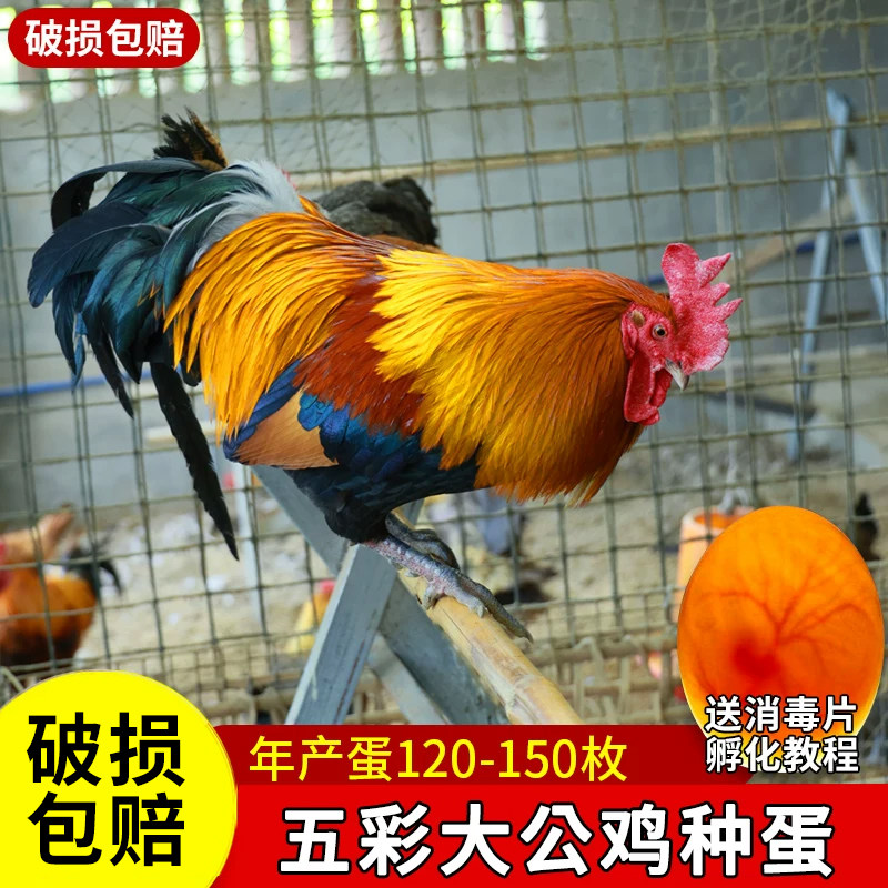 黄金五彩大公鸡种蛋受精蛋可孵化小鸡云南七彩怒晴鸡湘西土鸡种蛋