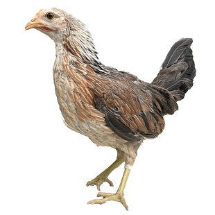 纯种鹊山鸡种蛋受精蛋可孵化小鸡活苗观赏鸡长尾宠物鸡蛋20枚包邮