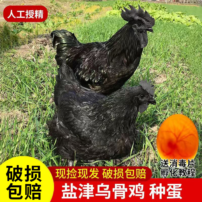 正宗云南盐津乌骨鸡种蛋受精蛋可孵化的小鸡农家散养种蛋土鸡黑鸡