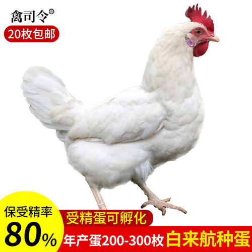 种蛋受精蛋可孵化白来航鸡种蛋