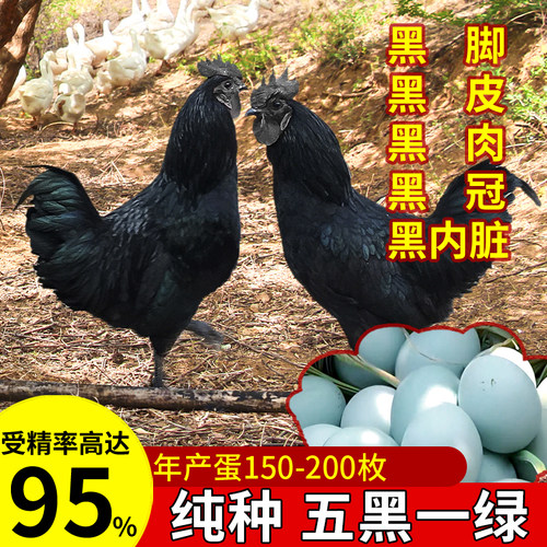 五黑鸡种蛋受精蛋绿壳蛋