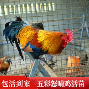 黄金五彩大公鸡活苗云南贵州观赏白三彩湘西七彩怒晴鸡宠物鸡顺丰