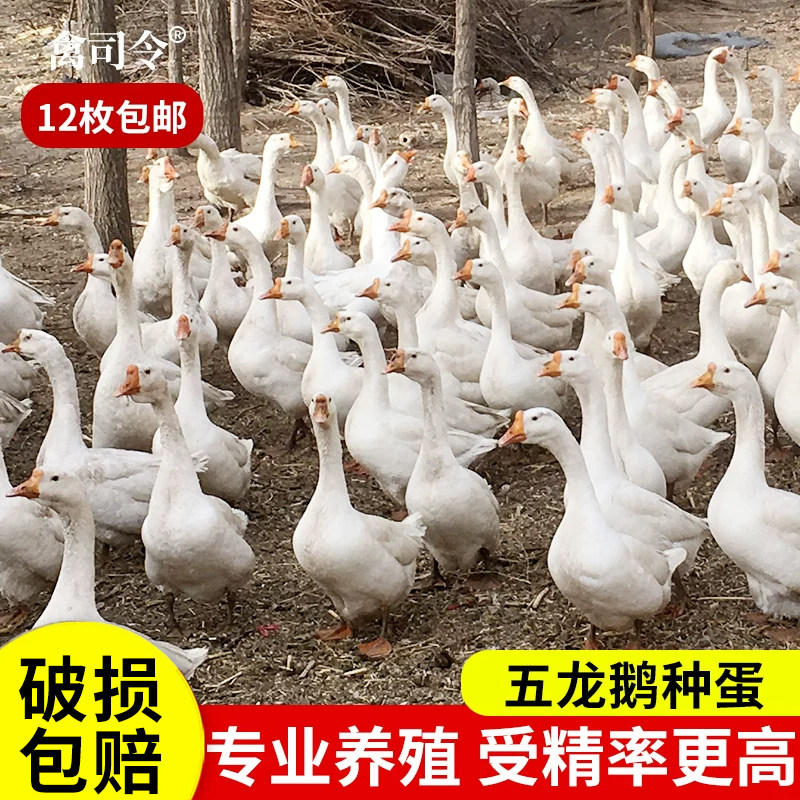 纯种五龙鹅种蛋受精蛋可孵化小白鹅豁眼鹅蛋受精蛋种蛋受精卵12枚