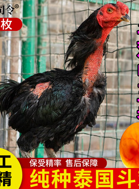 禽司令斗鸡种蛋受精蛋可孵化
