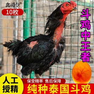 纯种越南斗鸡种蛋受精蛋可孵化小鸡泰国比赛用鸡种蛋受精鸡蛋10枚