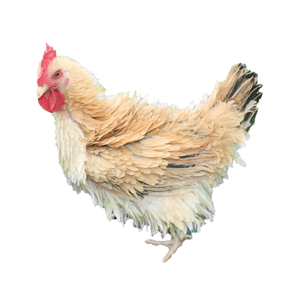 纯种麒麟鸡种蛋受精蛋可孵化