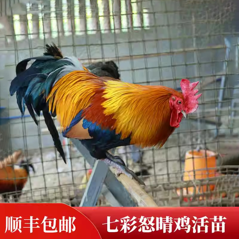 顺丰包活到家五彩大公鸡苗