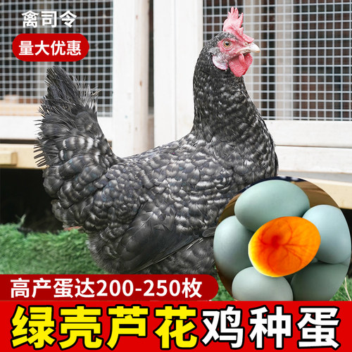 纯种芦花鸡绿壳种蛋受精可孵化