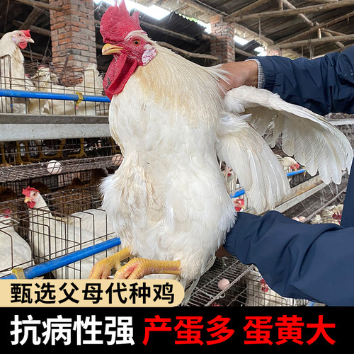 白来航鸡种蛋受精蛋可孵化