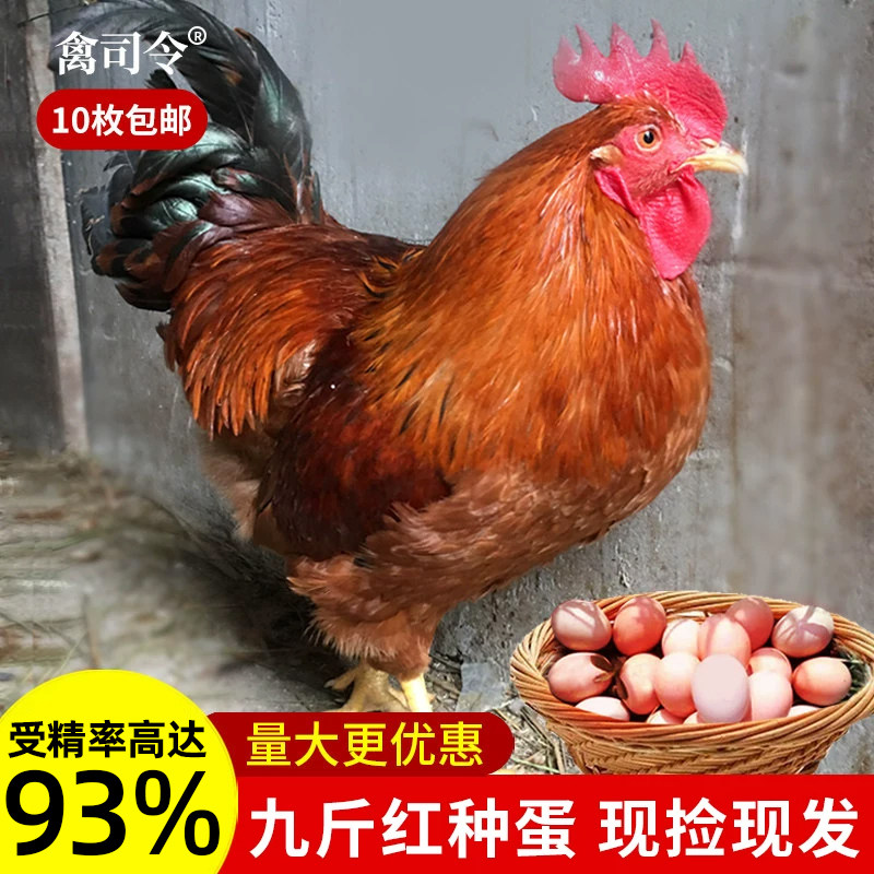 九斤红鸡种蛋受精蛋可孵化红玉380土鸡种蛋K9黄脚鸡受精蛋孵化蛋