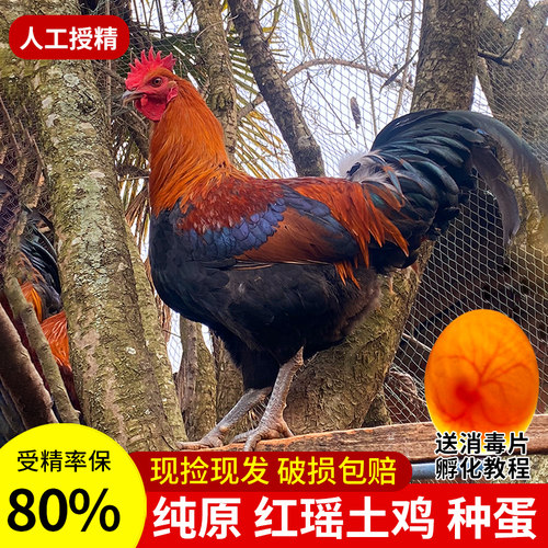 种蛋孵小鸡的蛋本店另有鸡苗销售