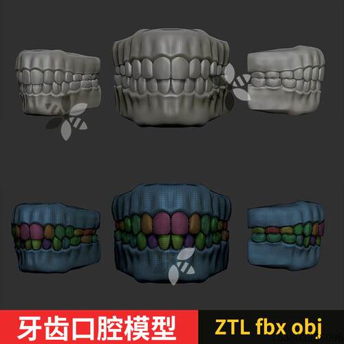 C4D角色人物牙齿口腔3D模型 Zbrush雕刻 zb雕塑雕像 ztl obj
