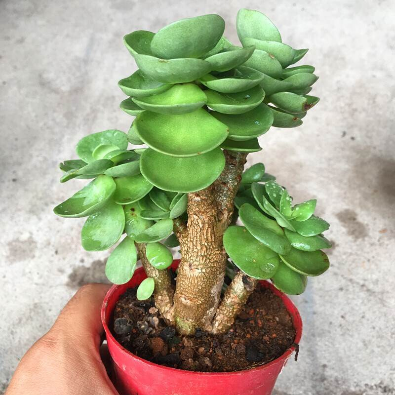 极速Money wood olmd pile super large succulent plant many he
