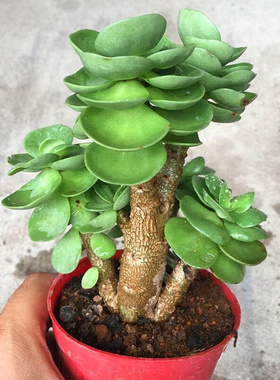 极速Money wood old pile super large succulent plant maYny he