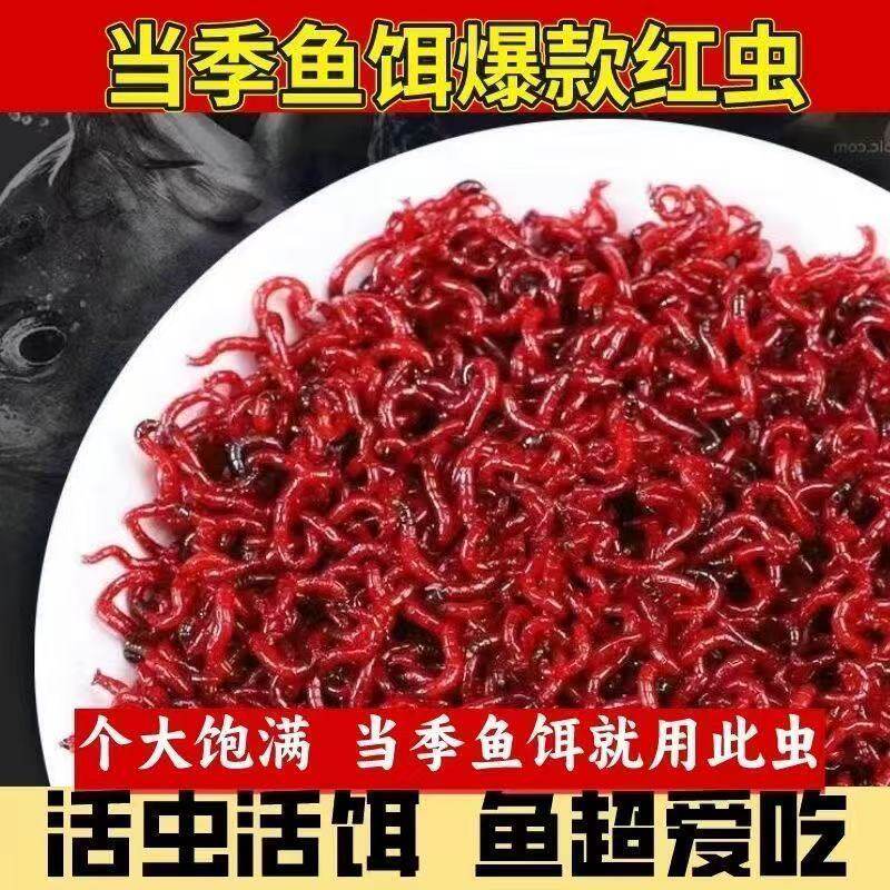 红虫新鲜钓鱼活虫野钓特大号鱼饵挂钩鲫鱼芽子喂鱼饵料六角鱼饲料
